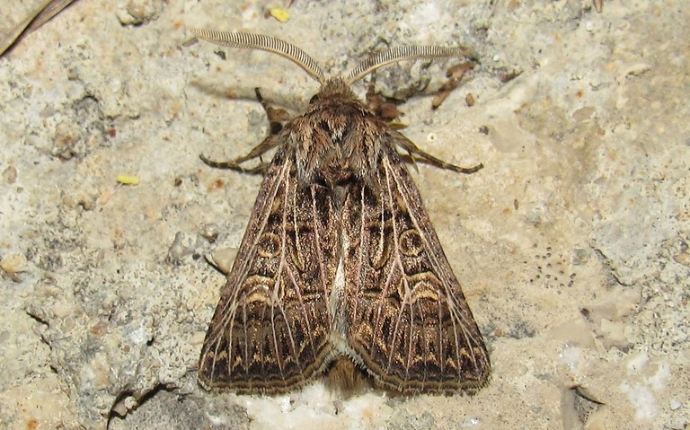 Papillons - La noctuelle de l'ivraie - Tholera decimalis - Mâle