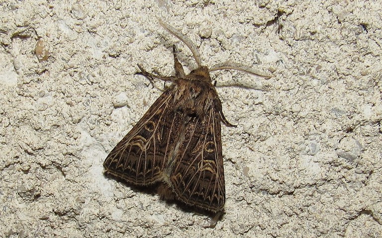 Papillons - Noctuelle de l'ivraie - Tholera decimalis - Mâle