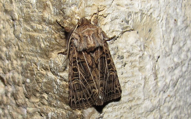 La noctuelle de l'ivraie - Tholera decimalis - Mâle