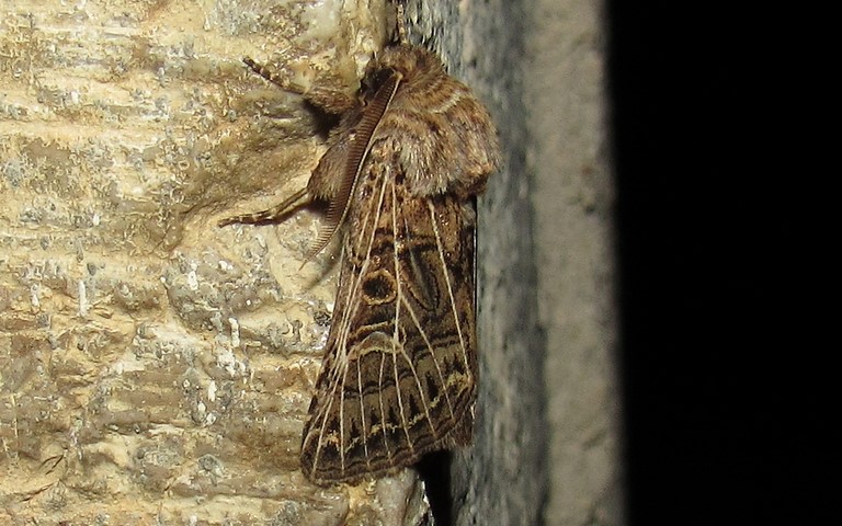 La noctuelle de l'ivraie - Tholera decimalis - Mâle
