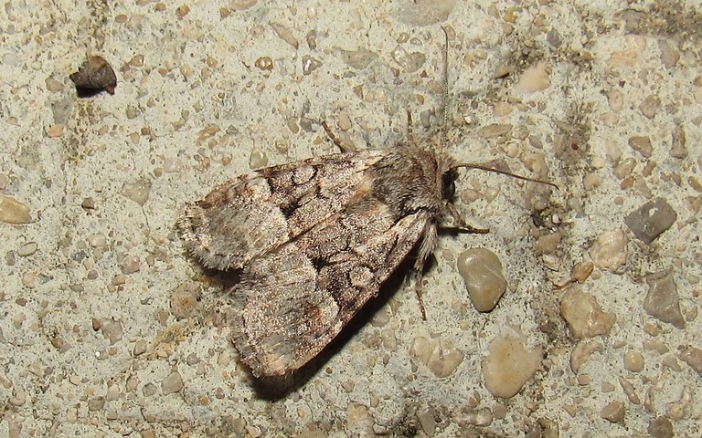 Papillons -La noctuelle de l'osier - Brachylomia viminalis