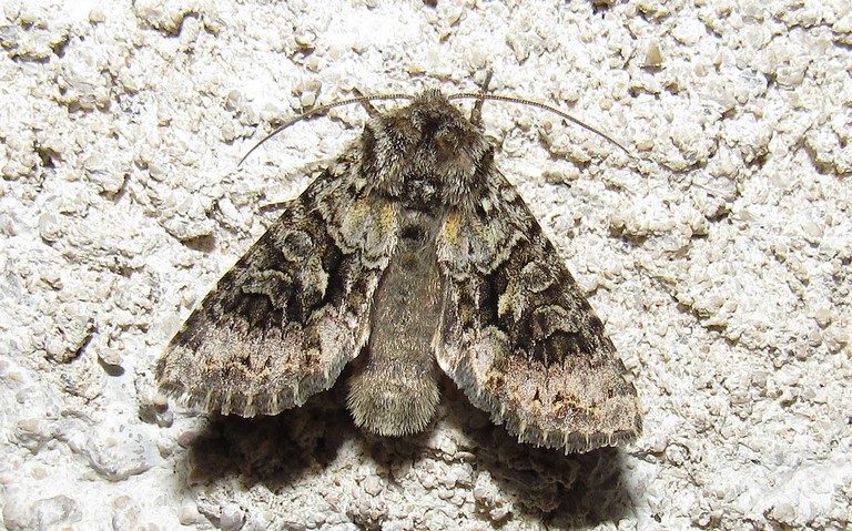 Papillons - Noctuelle dentine - Hada plebeja