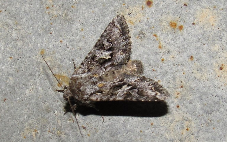 Papillons - Noctuelle dentine - Hada plebeja