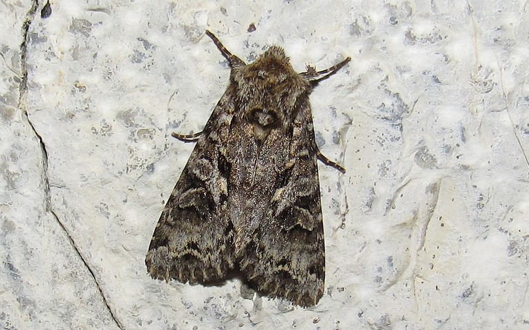 Papillons - Noctuelle dentine - Hada plebeja