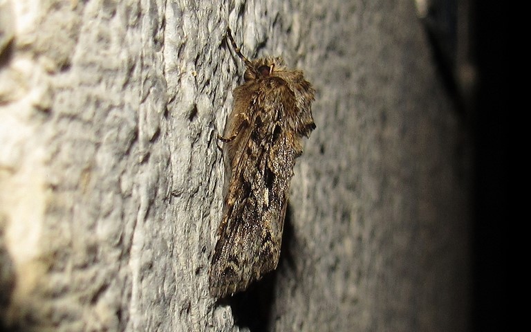 Papillons - Noctuelle dentine - Hada plebeja