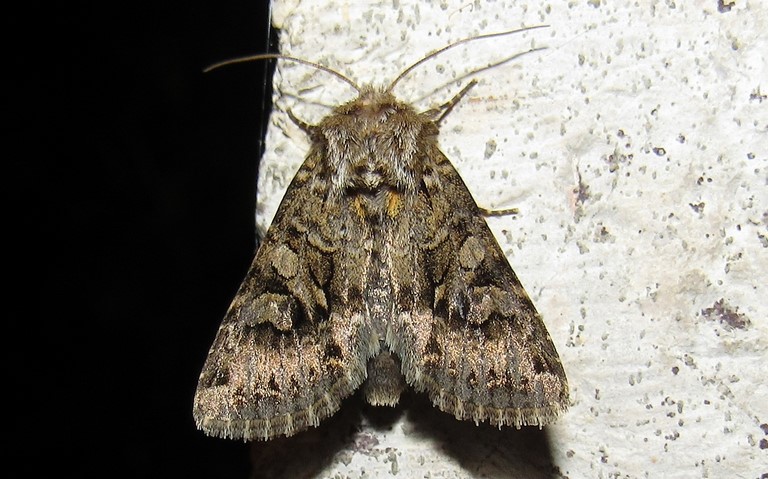 Papillons - Noctuelle dentine - Hada plebeja