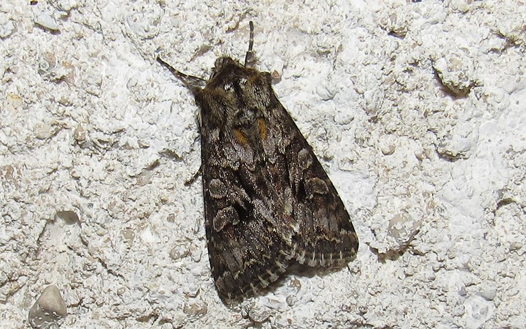 Papillons - Noctuelle dentine - Hada plebeja