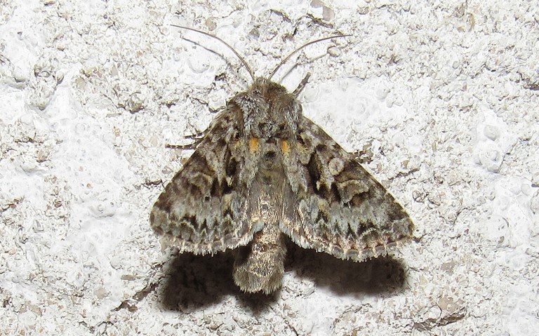 Papillons - Noctuelle dentine - Hada plebeja