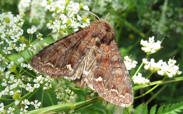 Papillon - Noctuelle du pois - Ceramica pisi