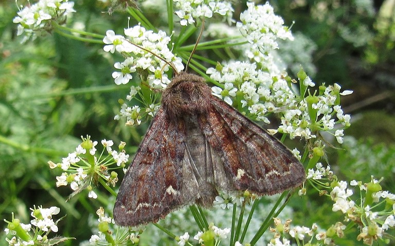 Papillon - Noctuelle du pois - Ceramica pisi