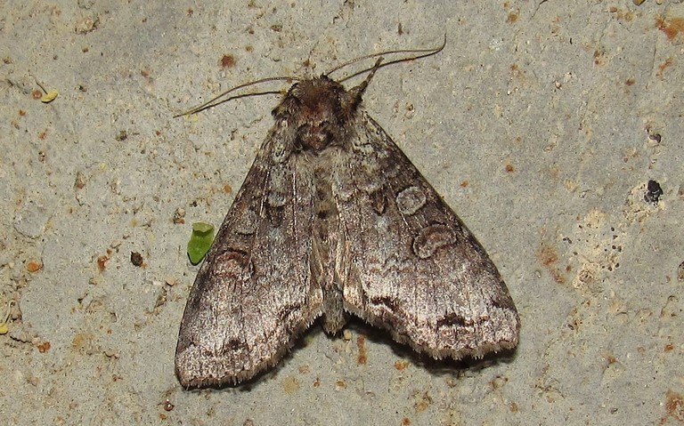 Papillons - La noctuelle du bouleau - Polia hepatica