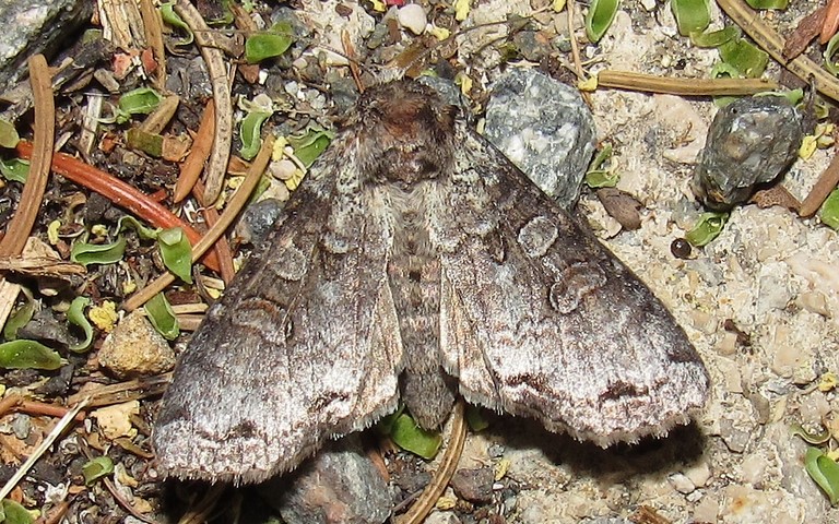 Papillons - La noctuelle du bouleau - Polia hepatica