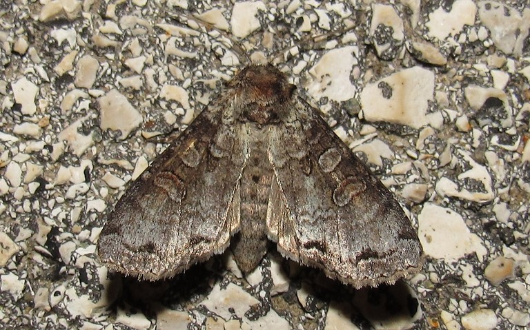 Papillons - La noctuelle du bouleau - Polia hepatica