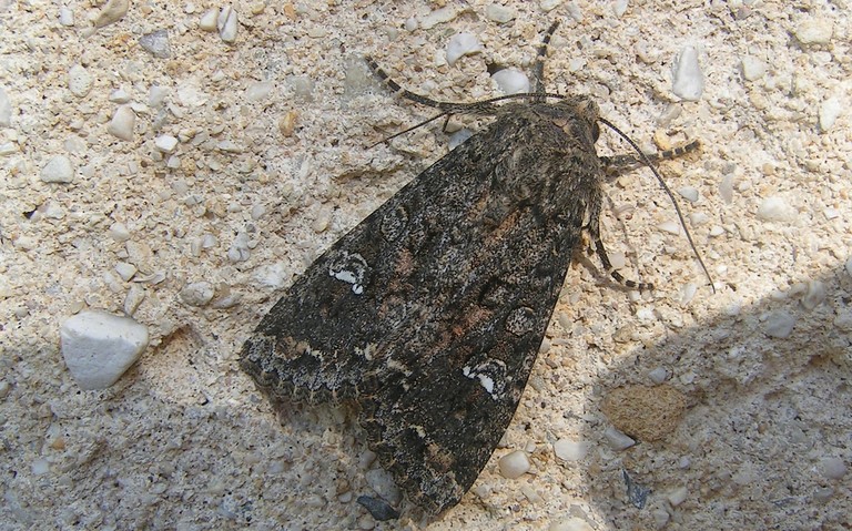 Papillons - Papillons - La brassicaire - Mamestra brassicae