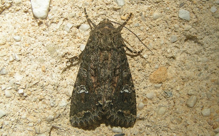Papillons - La noctuelle du chou - Mamestra brassicae