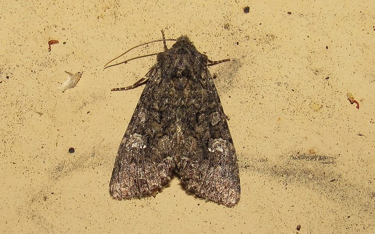 Papillons - La noctuelle du chou - Mamestra brassicae