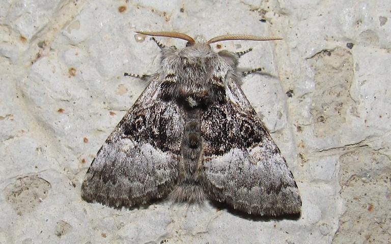 Papillons -Noctuelle du coudrier - Colocasia coryli - Mâle
