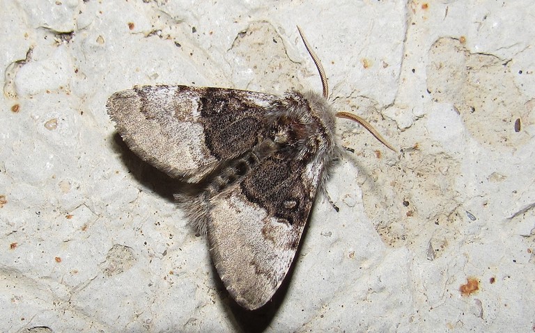 Papillons -Noctuelle du coudrier - Colocasia coryli - Mâle
