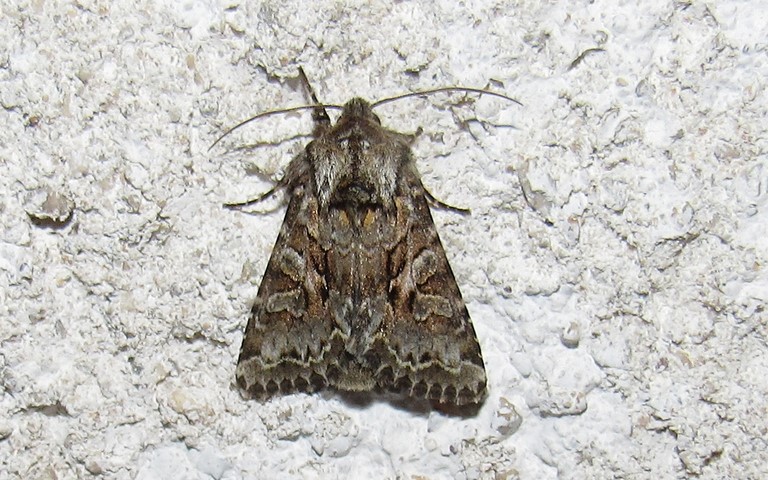 Papillons - La noctuelle du genet - Lacanobia w-latinum