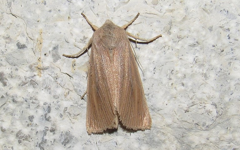 Papillons - La noctuelle du roseau - Rhizedra lutosa