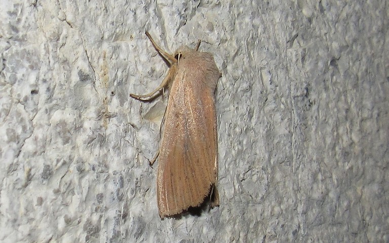Papillons - La noctuelle du roseau - Rhizedra lutosa