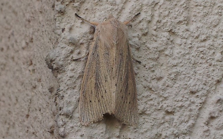 Papillons - La noctuelle du roseau - Rhizedra lutosa