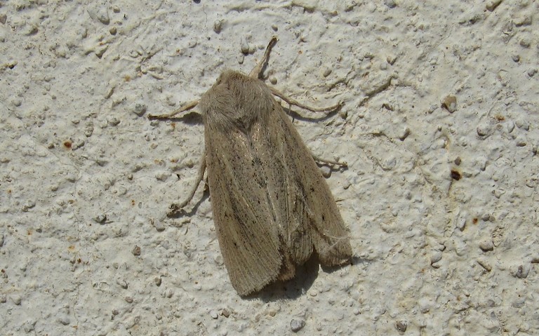 Papillons - La noctuelle du roseau - Rhizedra lutosa