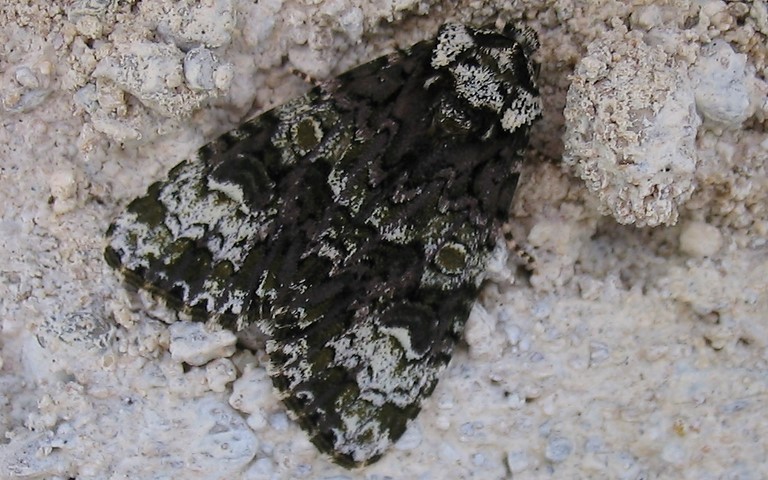 Papillons - Noctuelle du troëne - Craniophora ligustri