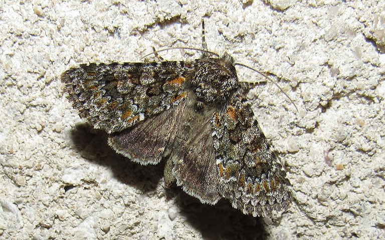 Papillons - Noctuelle dysodée - Hecatera dysodea