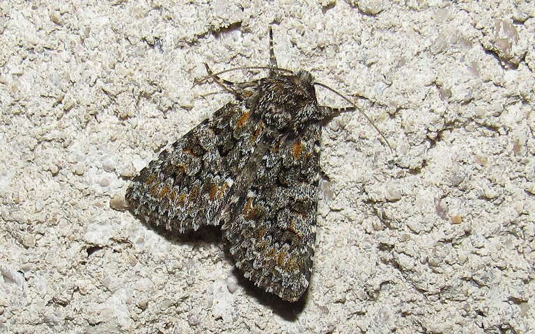 Papillons - Noctuelle dysodée - Hecatera dysodea