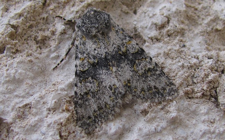 Papillons - Noctuelle dysodee - Hecatera dysodea
