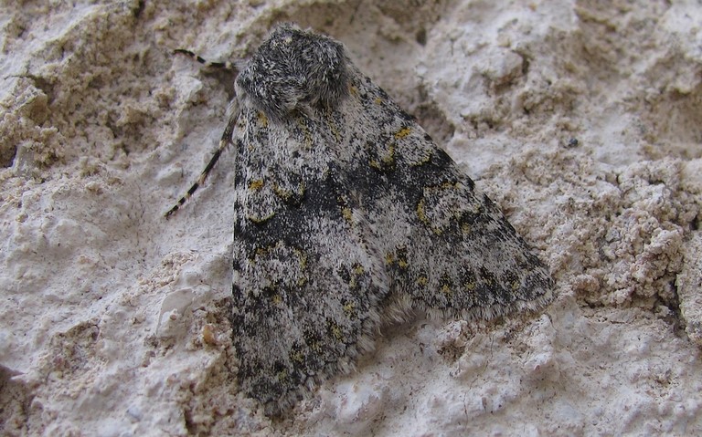 Papillons - La ceinture jaune - Polymixis flavicincta