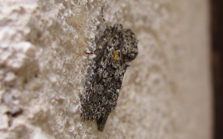 Papillons - Noctuelle dysodée - Hecatera dysodea