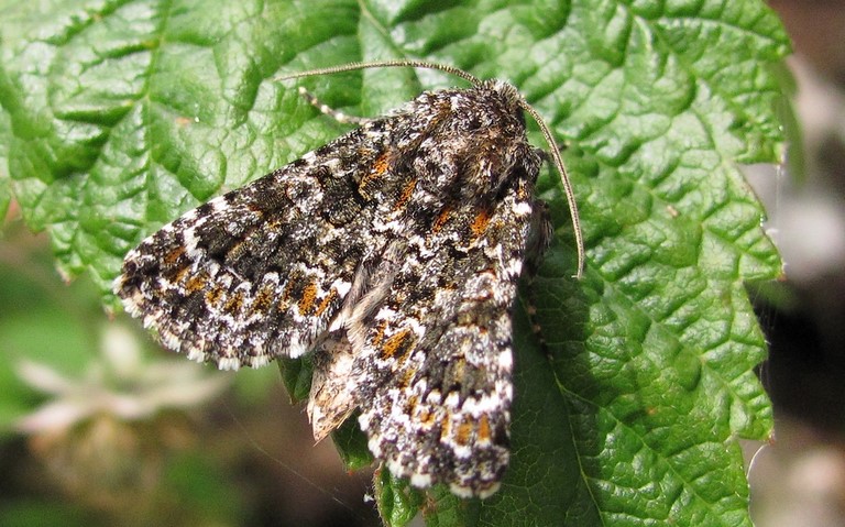 Papillons - Noctuelle dysodée - Hecatera dysodea