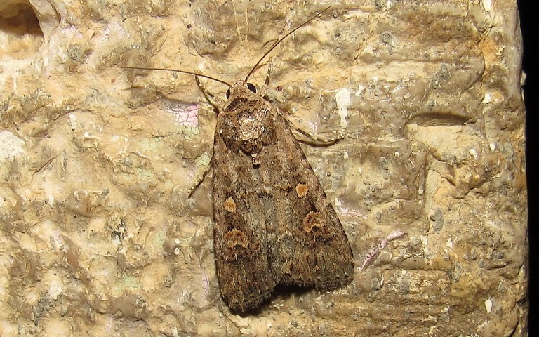 Papillons - La noctuelle exiguë - Spodoptera exigua