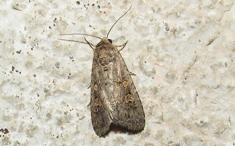 Papillons - La noctuelle exiguë - Spodoptera exigua