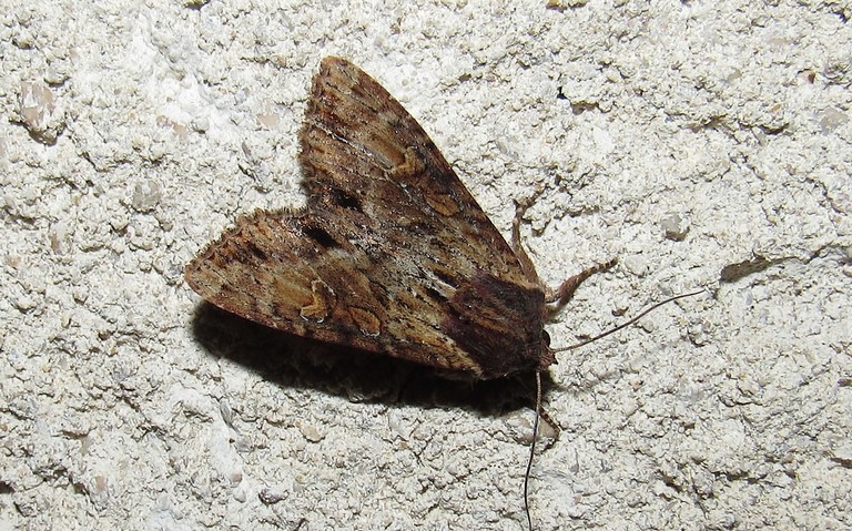 Papillons - La noctuelle hépatique - Apamea epomidion