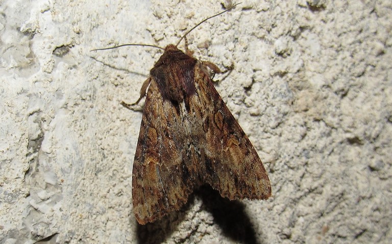 Papillons - La noctuelle hépatique - Apamea epomidion