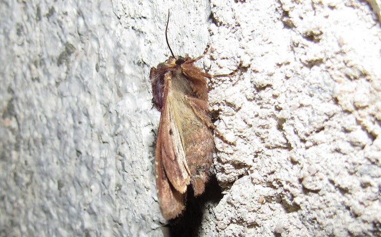 Papillons - La noctuelle hépatique - Apamea epomidion