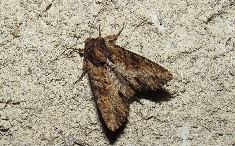 Papillons - La noctuelle hépatique - Apamea epomidion