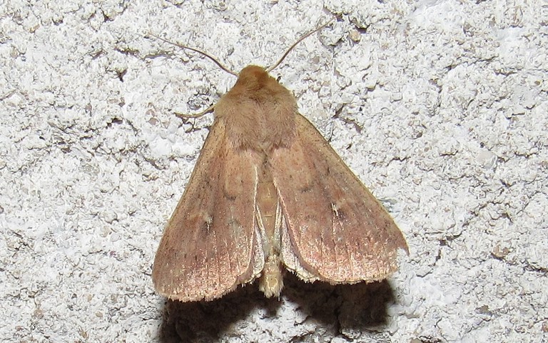 Papillons - La noctuelle lythargyrée - Mythimna ferrago