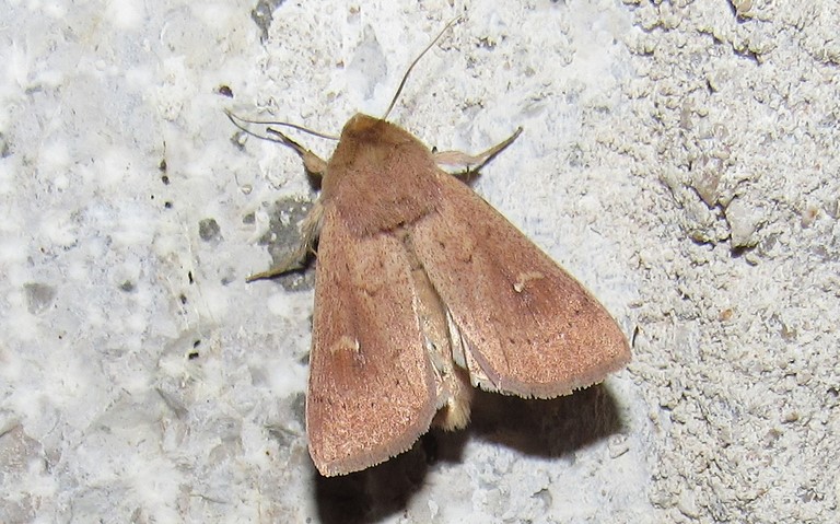 Papillons - La noctuelle lythargyrée - Mythimna ferrago