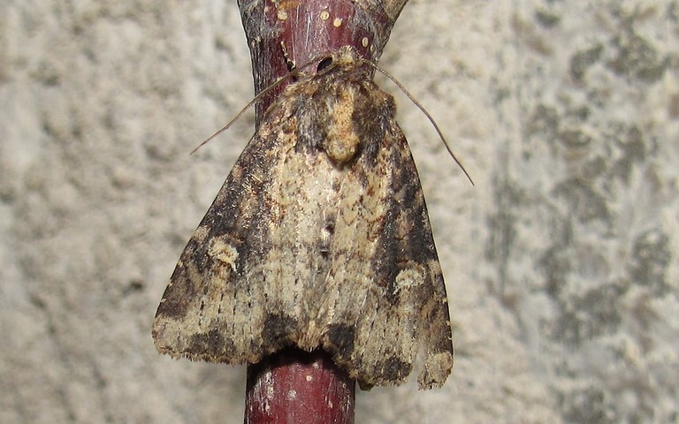 Papillons - La noctuelle mignonne - Apamea scolopacina