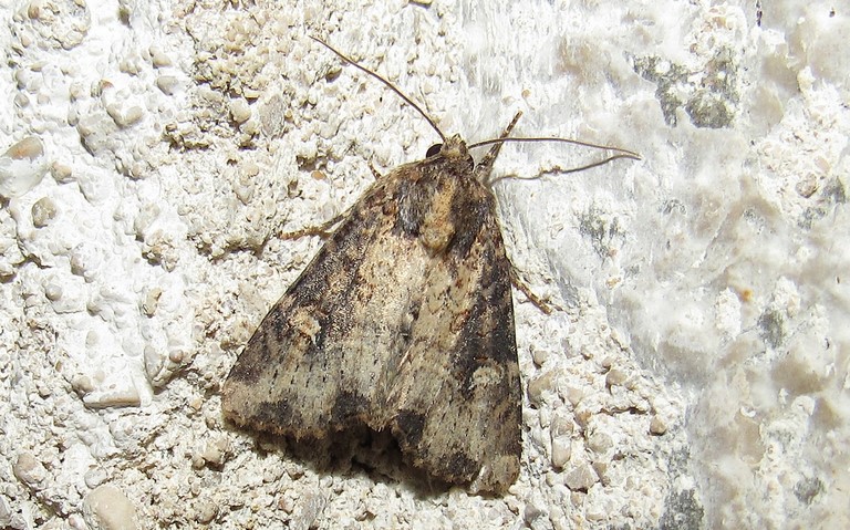 Papillons - La noctuelle mignonne - Apamea scolopacina