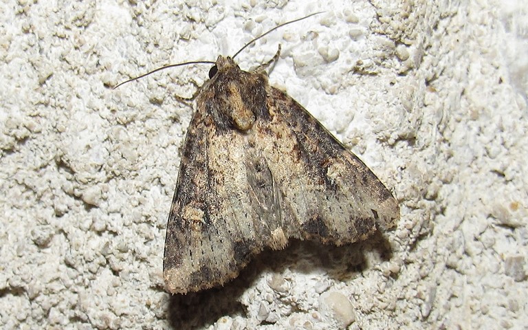 Papillons - La noctuelle mignonne - Apamea scolopacina