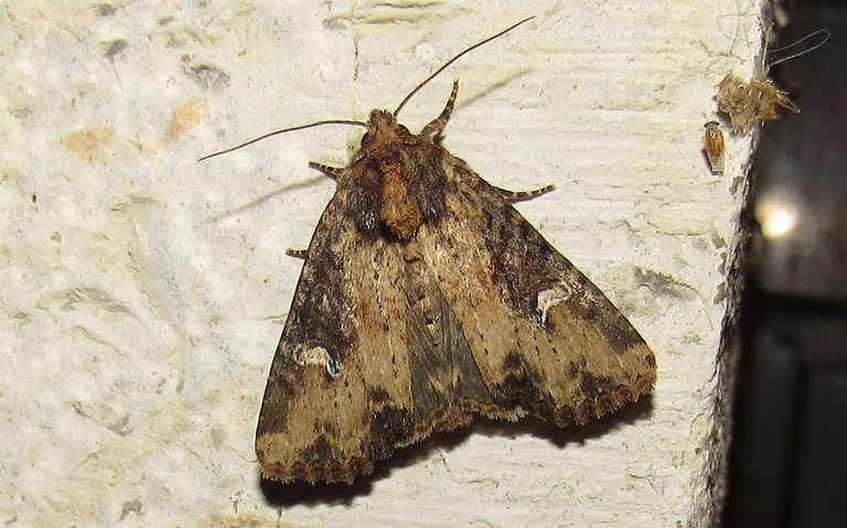 Papillons - La noctuelle mignonne - Apamea scolopacina