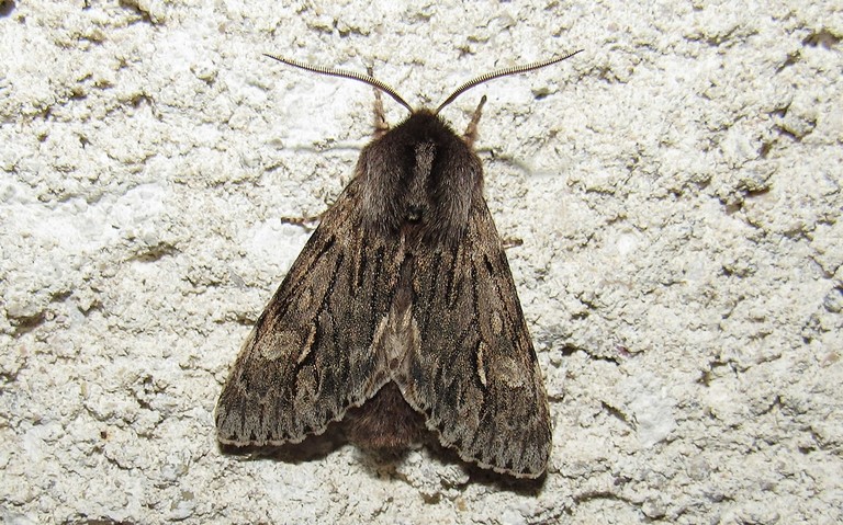 Papillons - Noctuelle nubéculeuse - Brachionycha nubeculosa