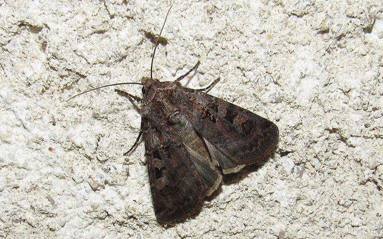 Papillons - La noctuelle obélisque - Euxoa obelisca