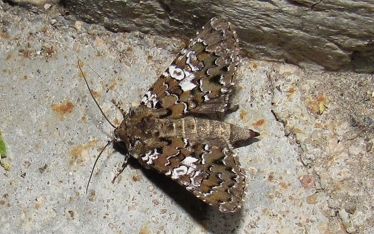 Papillons - La noctuelle paree - Hadena albimacula