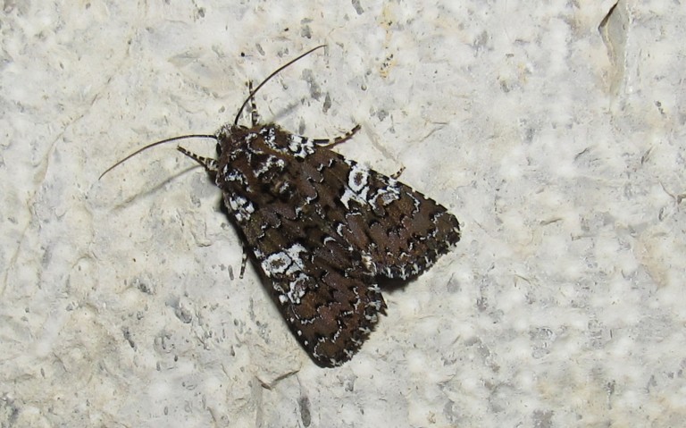 Papillons - La noctuelle parée - Hadena albimacula